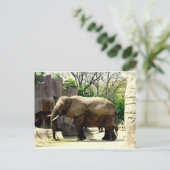 Zootiere Postkarte (Stehend Vorderseite)