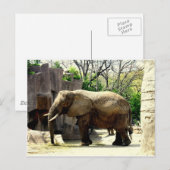 Zootiere Postkarte (Vorne/Hinten)