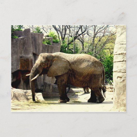 Zootiere Postkarte (Vorderseite)