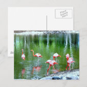 Zootiere Postkarte (Vorne/Hinten)