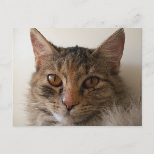 Zora Postkarte (Vorderseite)