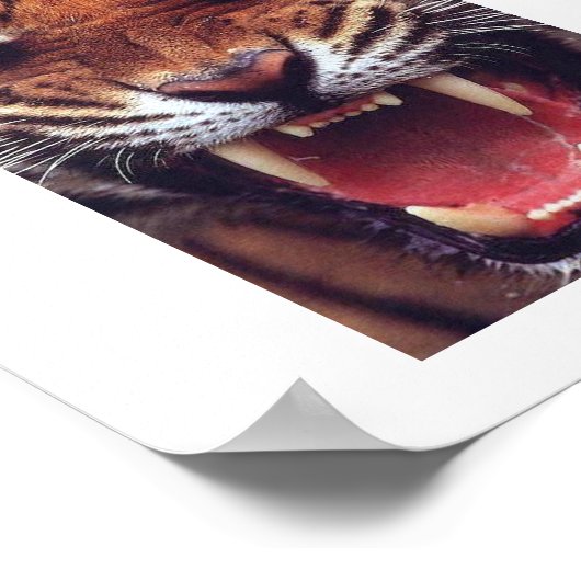 zorniger Tiger Poster (Ecke)