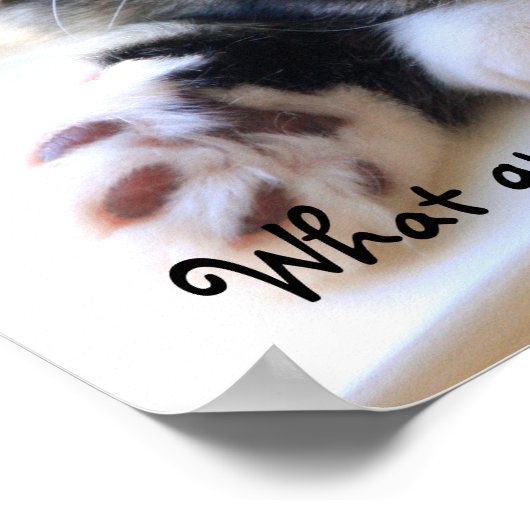 Zorro Kitten by Window Poster (Ecke)