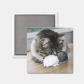 Zorro Shy Kitty Square Magnet (Vorderseite/Rückseite)