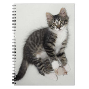 Zorro und sein Mouse-Notebook Notizblock