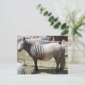 Zorse Postkarte (Stehend Vorderseite)