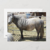 Zorse Postkarte (Vorne/Hinten)