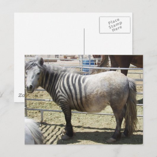 Zorse Postkarte (Vorne/Hinten)