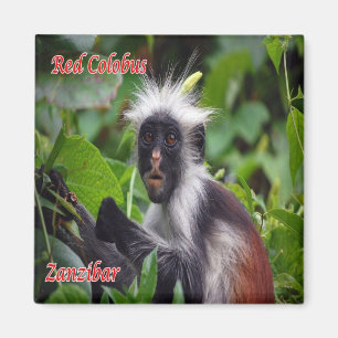 zTZ010 ZANZIBAR, Red Colobus, Tansania, Kühlschran Magnet