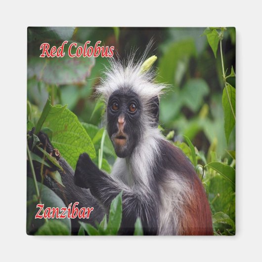 zTZ010 ZANZIBAR, Red Colobus, Tansania, Kühlschran Magnet (Vorne)