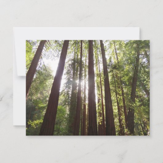 Zu den Redwoods am Morgen (Vorderseite)