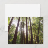 Zu den Redwoods am Morgen (Vorne/Hinten)