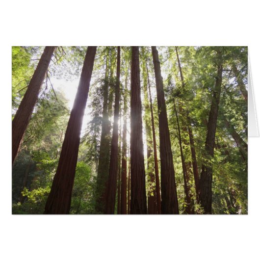 Zu den Redwoods am Morgen (Vorderseite (Horizontal))