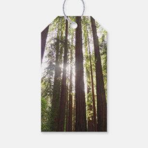 Zu den Redwoods am Morgen Geschenkanhänger