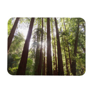 Zu den Redwoods am Morgen Magnet