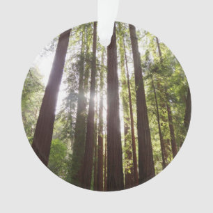 Zu den Redwoods am Morgen Ornament
