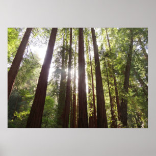 Zu den Redwoods am Morgen Poster