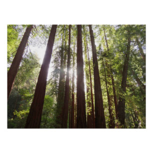 Zu den Redwoods am Morgen Poster