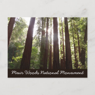 Zu den Redwoods am Morgen Postkarte