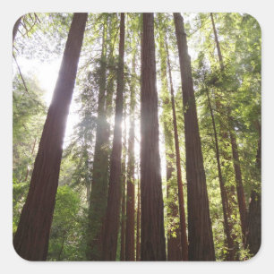 Zu den Redwoods am Morgen Quadratischer Aufkleber