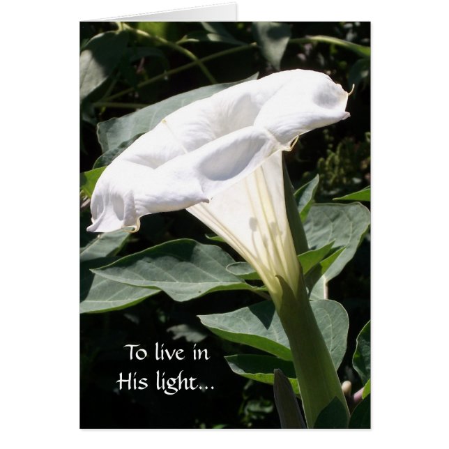 Zu in seinem Licht leben (Vorne)