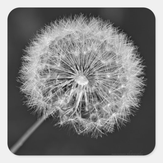 Zu Saatgut übergegangen Quadratischer Aufkleber (Vorderseite)