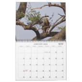 ZU SAFARI IN AFRIKA KALENDER (Jan 2026)