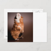 zubereitete Guinea, Postkarte (Vorne/Hinten)