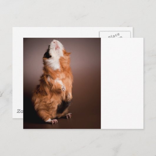 zubereitete Guinea, Postkarte (Vorne/Hinten)