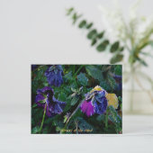 Zubereitete Pansy, Blume des Geistes Postkarte (Stehend Vorderseite)