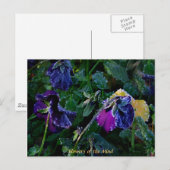 Zubereitete Pansy, Blume des Geistes Postkarte (Vorne/Hinten)