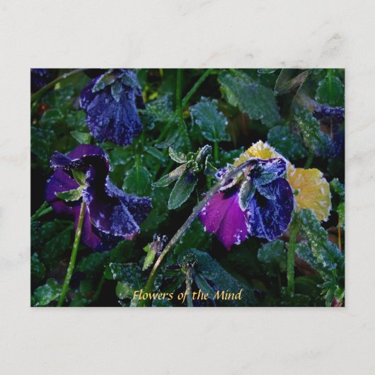Zubereitete Pansy, Blume des Geistes Postkarte (Vorderseite)