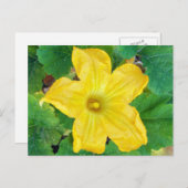 Zucchini-Blume Postkarte (Vorne/Hinten)