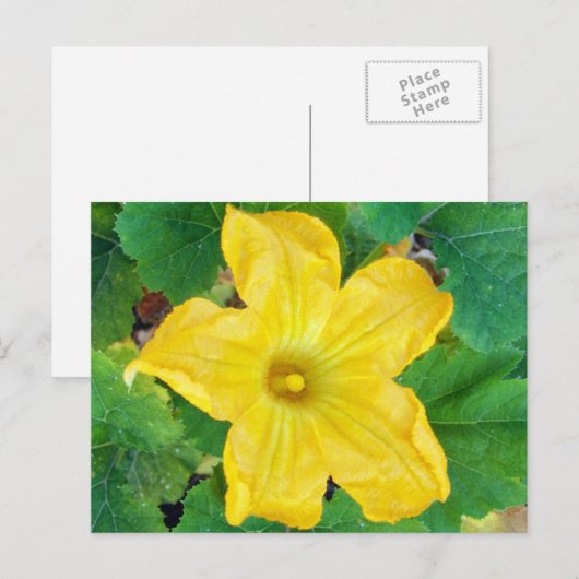 Zucchini-Blume Postkarte (Vorne/Hinten)