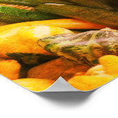 Zucchini Summer Squash Gourds Gemüse Vintag Poster (Ecke)