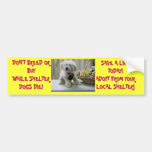 ZÜCHTEN SIE NICHT ODER KAUFEN SIE! ADOPTIEREN Sie Autoaufkleber (Vorne)