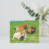 Zuchttiere aus Jersey Postkarte (Stehend Vorderseite)