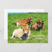 Zuchttiere aus Jersey Postkarte (Vorne/Hinten)