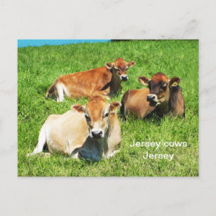Zuchttiere aus Jersey Postkarte