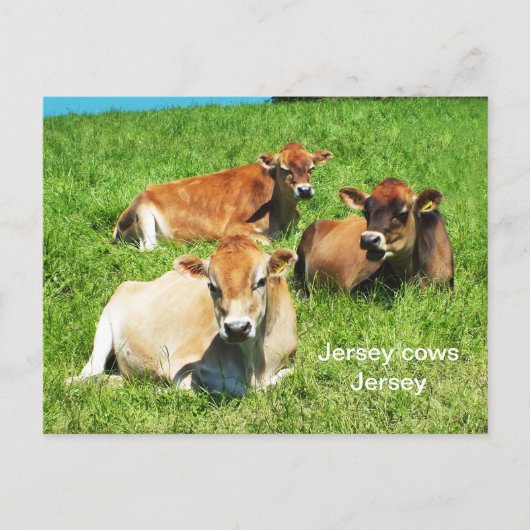 Zuchttiere aus Jersey Postkarte (Vorderseite)