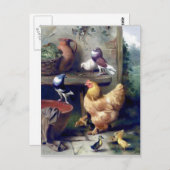 Zuchtvögel, die Ententauben malen Postkarte (Vorne/Hinten)