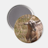 Zuchtziegen Magnet (Vorderseite/Rückseite)