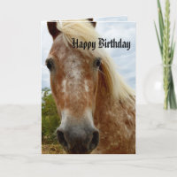 Zucker Das Appaloosa Pferd Geburtstag