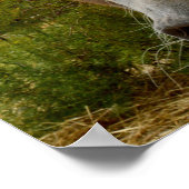 Zucker das Appaloosa Pferd, Poster (Ecke)