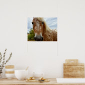Zucker das Appaloosa Pferd, Poster (Küche)
