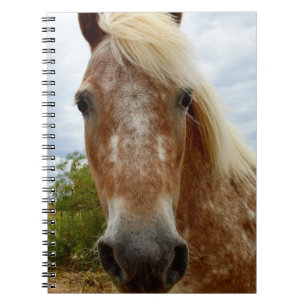 Zucker mit Spitzhacken, Appaloosa, Notizblock