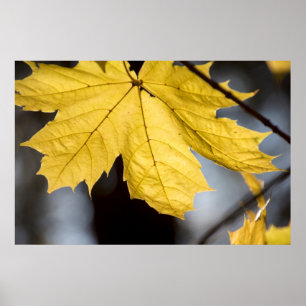 Zuckerahorn, Herbst Poster