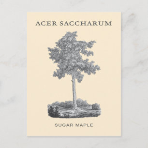 Zuckerahornbaum mit Vintage-Illustration Postkarte