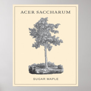 Zuckerahornbaum mit Vintager Illustration Poster