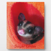 Zuckerglänzer in Orange-Hängepflanze Fotoplatte (Vorderseite)